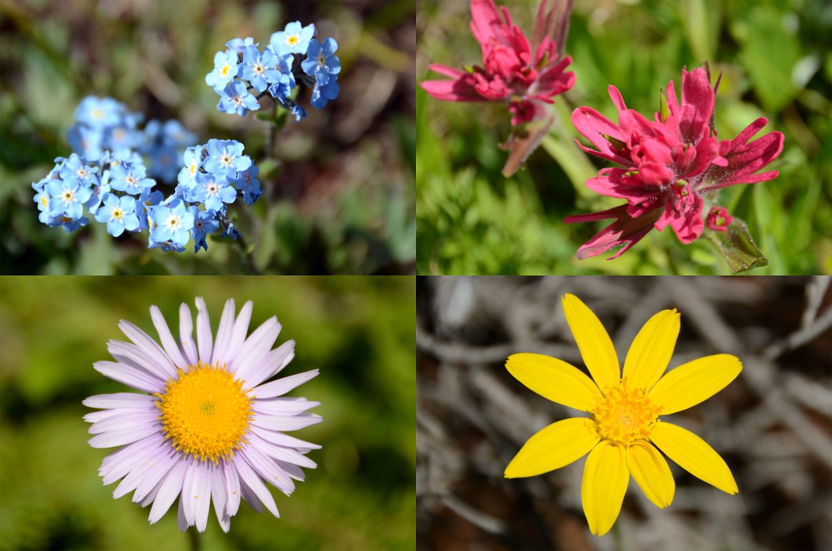 20 Wildflowers On Steep Descent From Citadel Pass Toward The Simpson River On Hike To Mount Assiniboine